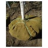 Birch - Whitespire, 18ft, 3-1/2" Caliper