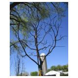 Honey Locust - Skyline, 14ft, 2" Caliper