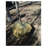 Honey Locust - Skyline, 14ft, 2" Caliper