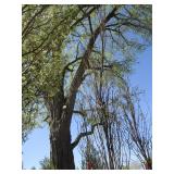 Columnar Oak - Regal Prince, 14ft, 3" Caliper