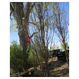 Columnar Oak - Regal Prince, 14ft, 3" Caliper