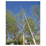 Birch - Whitespire, 19ft, 3-1/2" Caliper