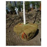 Birch - Whitespire, 19ft, 3-1/2" Caliper