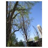 Columnar Oak - Regal Prince, 14ft, 2-1/2" Caliper