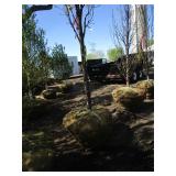 Columnar Oak - Regal Prince, 14ft, 2-1/2" Caliper