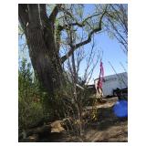 Columnar Oak - Regal Prince, 94ft, 2-1/2" Caliper