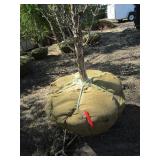 Columnar Oak - Regal Prince, 94ft, 2-1/2" Caliper