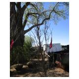 Columnar Oak - Regal Prince, 9ft, 2" Caliper