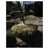 Columnar Oak - Regal Prince, 9ft, 2" Caliper