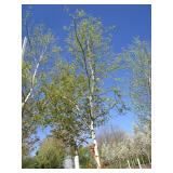 Birch - Whitespire, 18ft, 3-1/2" Caliper