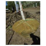 Birch - Whitespire, 18ft, 3-1/2" Caliper