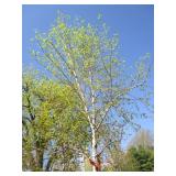 Birch - Whitespire, 18ft, 3-1/2" Caliper