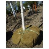 Birch - Whitespire, 18ft, 3-1/2" Caliper