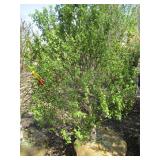 Birch - Dakota Pinnacle, 5ft