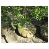 Birch - Dakota Pinnacle, 5ft