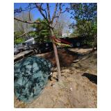 Hawthorne - Thornless, 10ft, 2" Caliper