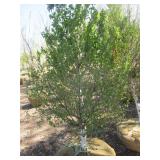 Birch - Dakota Pinnacle, 5ft