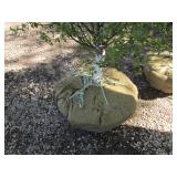 Birch - Dakota Pinnacle, 5ft