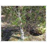 Birch - Dakota Pinnacle, 5ft