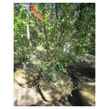 Birch - Dakota Pinnacle, 5ft