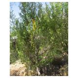 Birch - Dakota Pinnacle, 6ft