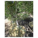 Birch - Dakota Pinnacle, 6ft