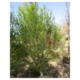 Birch - Dakota Pinnacle, 6ft