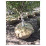 Birch - Dakota Pinnacle, 6ft