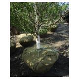 Birch - Dakota Pinnacle, 7ft