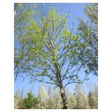 Birch - Whitespire, 19ft