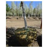 Birch - Whitespire, 19ft