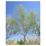 Birch - Whitespire, 20 ft