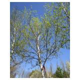 Birch - Whitespire, 20ft