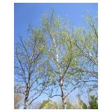 Birch - Whitespire, 22ft