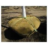 Birch - Whitespire, 22ft