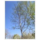 Birch - Whitespire, 20ft