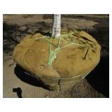 Birch - Whitespire, 20ft