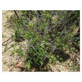 Shrub - 10 Gallon Pot