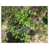 Shrub - 10 Gallon Pot