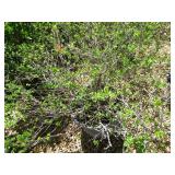 Shrub - 10 Gallon Pot