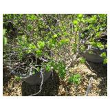 Shrub - 10 Gallon Pot