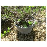 Shrub - 10 Gallon Pot