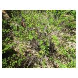 Shrub - 10 Gallon Pot