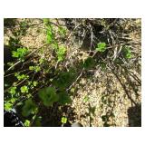 Shrub - 10 Gallon Pot