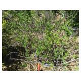 Shrub - 10 Gallon Pot