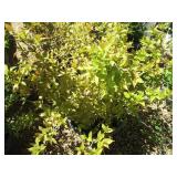 Weigela, Potted 10 gallon