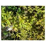 Weigela, Potted 10 gallon