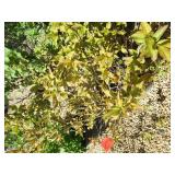 Weigela, Potted 10 gallon