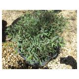 Willow Arctic Blue Leaf, 3 Gallon Pot