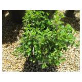 Alpine Currant - Green Mound